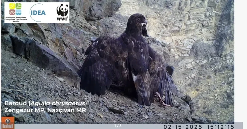 Naxçıvanda bərqud quşu görüntülənib
