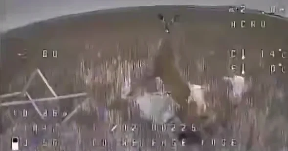 Олень едва не поймал российский дрон ВИДЕО