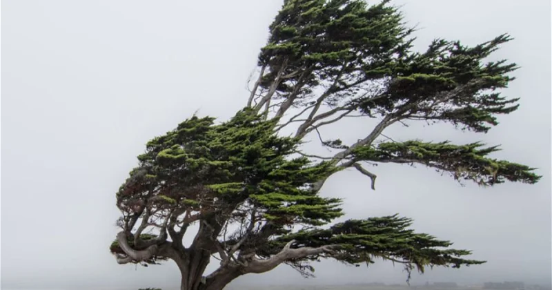 Сильный ветер и плохая видимость: МЧС предупреждает