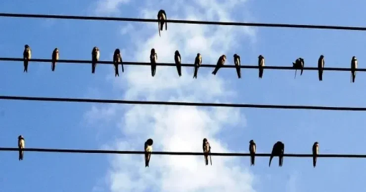 Naqillər üzərinə qonan quşları niyə tok vurmur? Fenomenin fizikası