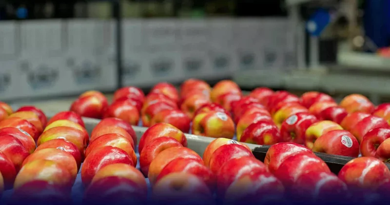 Азербайджан заработал около 70 миллионов долларов от экспорта яблок
