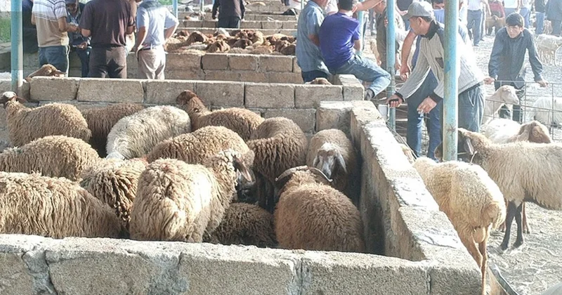 В Шамахы и Гёйчае открылись рынки продажи животных