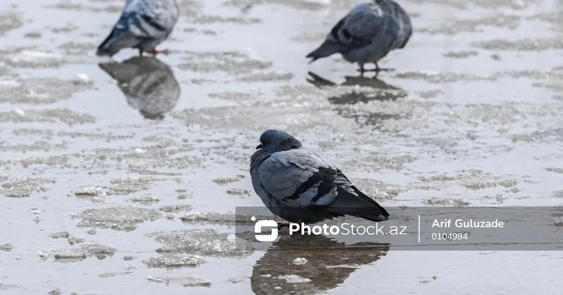 Madriddə restoran küçə göyərçinlərinə görə bağlandı