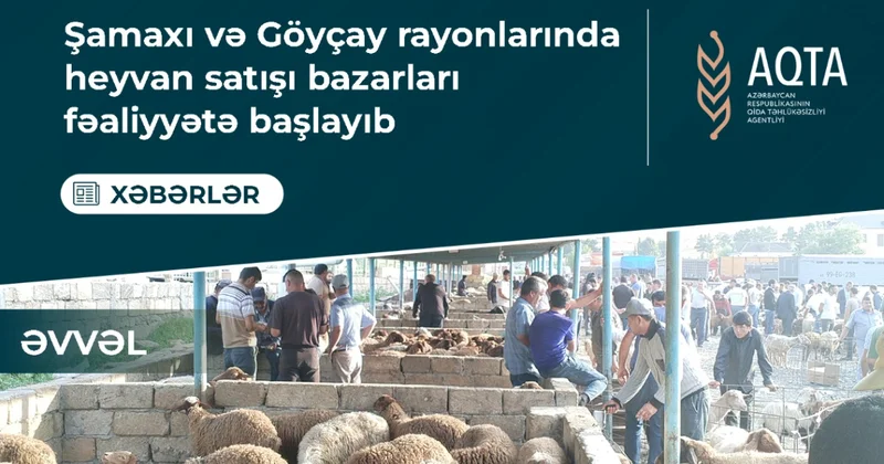 Новые скотные рынки в Шемахе и Гейчае ФОТО