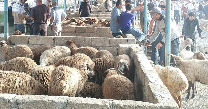 Şamaxı və Göyçay heyvan satışı bazarları açılıb