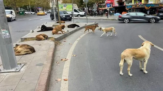 Türkiyədə bələdiyyələrə hər sahibsiz it üçün 71 bin lirə cərimə tətbiq ediləcək