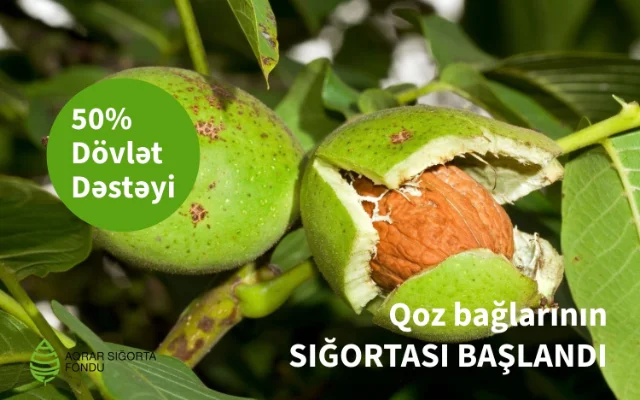 Azərbaycanda qoz bağlarının güzəştli şərtlərlə sığortası başlanır