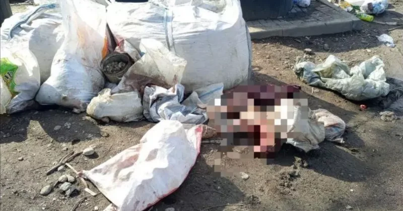 В Казахстане найдены мешки с обезображенными трупами животных: ВИДЕО