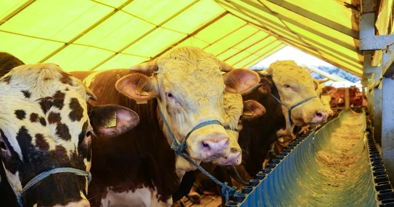 Kredit kartı ilə qurbanlıq almaq olarmı?