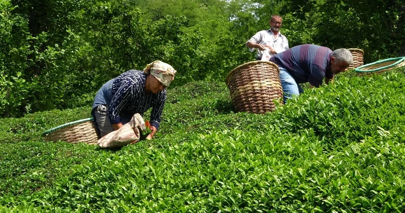 Çay idxalı aşağı düşəcək: Qiymət qalxacaq?