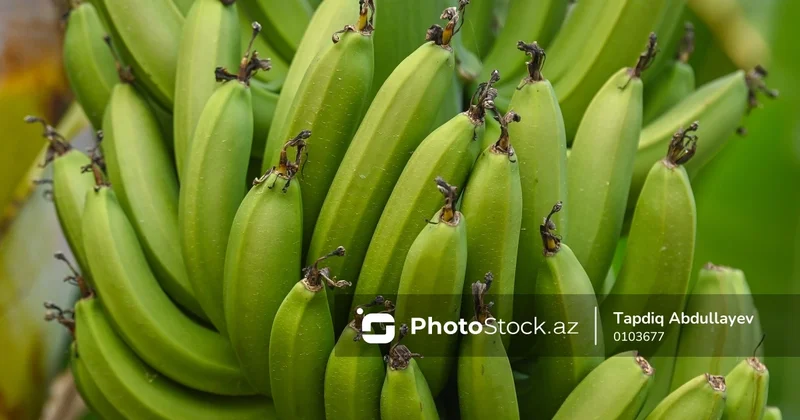 Bananlar yer üzündən silinə bilər