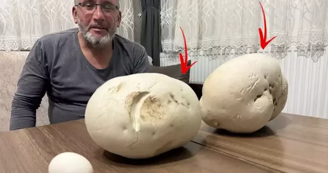Gəzməyə çıxdığı yolda görün nə tapdı İlk dəfədir belə bir şey görürəm