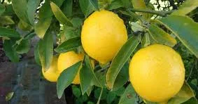 Rusiyada limon apreldə 60 % ə yaxın bahalaşıb