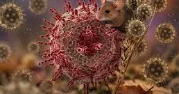 Beş fransız karantinə alındı Hantavirus qapıda
