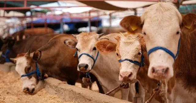 Bayramda 3 milyondan çox qurbanlıq heyvan SATILIB