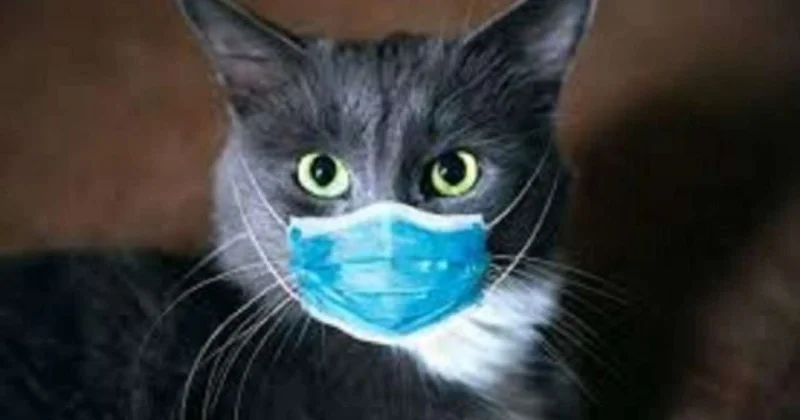 Pişik sahibini öldürə bilər Yeni virus yayılıb