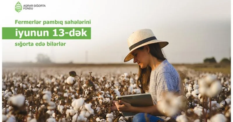 Azərbaycanda pambıq sahələrinin sığortalanması iyunun 13 nə qədər davam edəcək