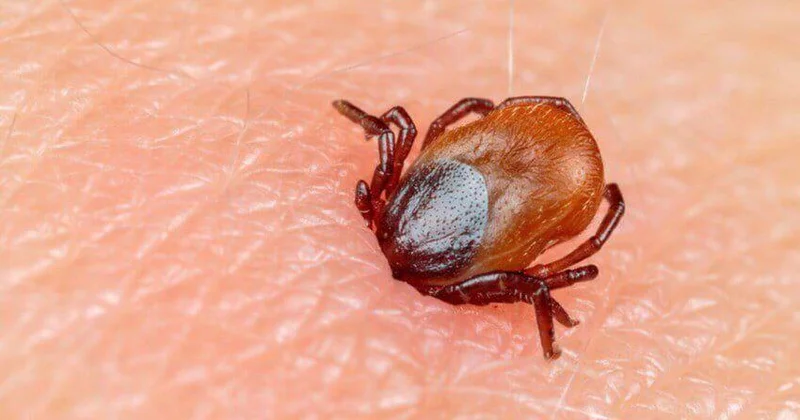 30 dan çox xəstəliyin daşıyıcısı olan yeni gənə növü tapıldı