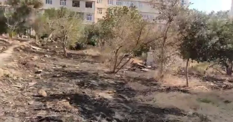 Еще одна зеленая зона в Баку под угрозой уничтожения видео