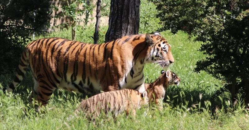 Bakı Zooloji Parkında yeni doğulan pələng balaları ziyarətçilərin marağına SƏBƏB OLDU VİDEO