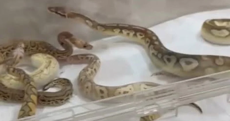 İstanbulda evdən 42 ilan tapıldı Fotolar