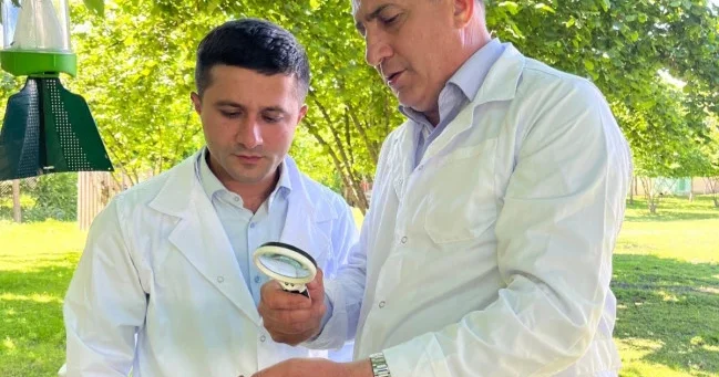 В ореховых садах Шеки Загатальского региона проведены фитосанитарные обследования