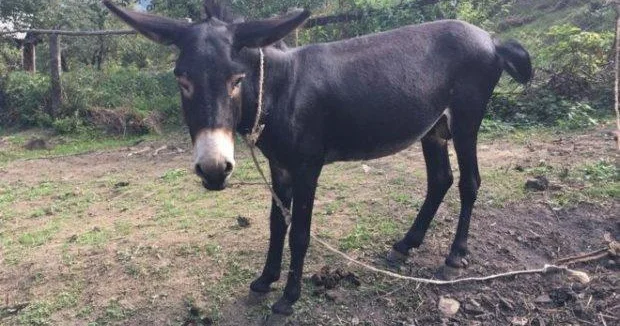 Azərbaycanda kişini eşşək dişlədi ÖLDÜ