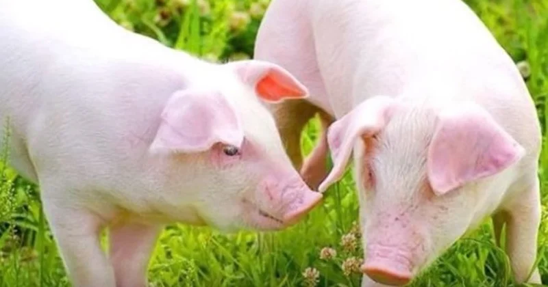İlahiyyatçı: Donuzdan insana orqan köçürülməsi haram deyil