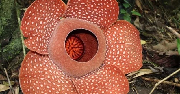Dünyanın ən sirli bitkisi çiçək açdı FOTO