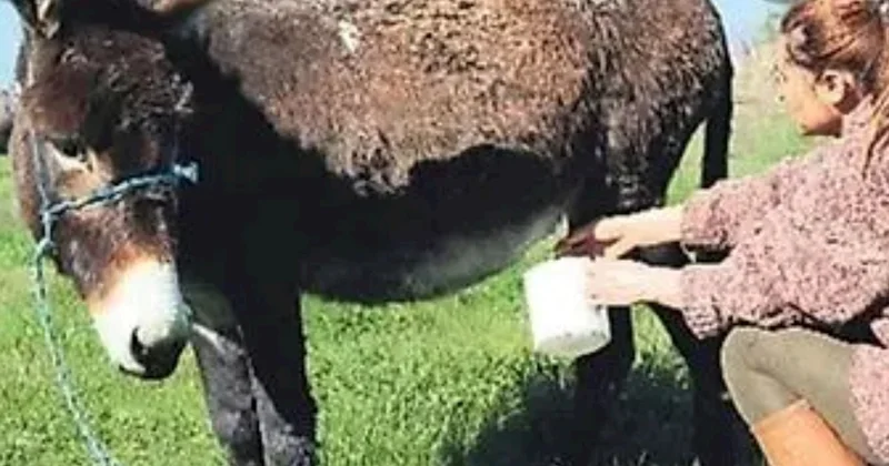 Heçnə olmaz, deməyin Eşşək dişləməsi də öldürür