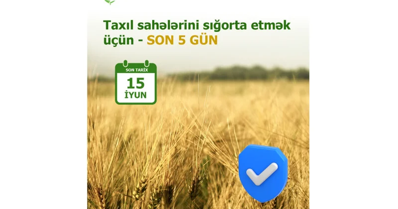 Yazlıq taxıl sahələrinin sığortalanması müddəti iyunun 15 də başa çatır
