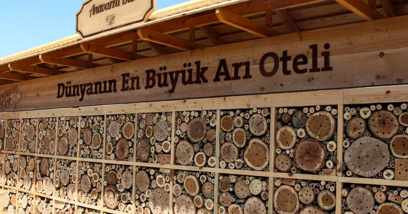 Türkiyənin Adana şəhərində dünyada ən böyük arı “oteli” açılıb