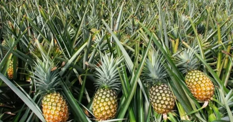 Azərbaycan Panamadan ananas alışını 27 dəfə artırıb