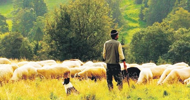 Ağdərədə mal qara otararkən minaya düşdü