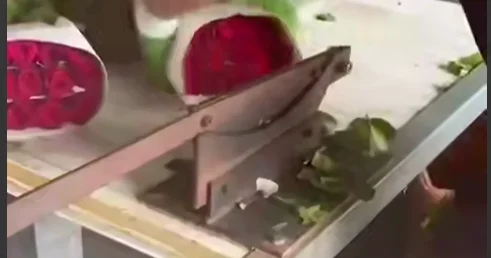 Rusiya Ermənistandan gül idxalına qadağa qoydu