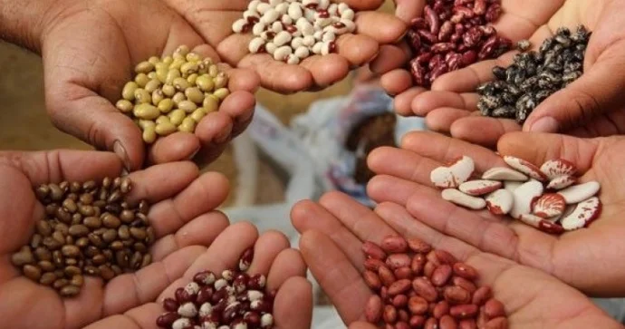 Toxumçuluq sahəsində Reyestr yaradılır