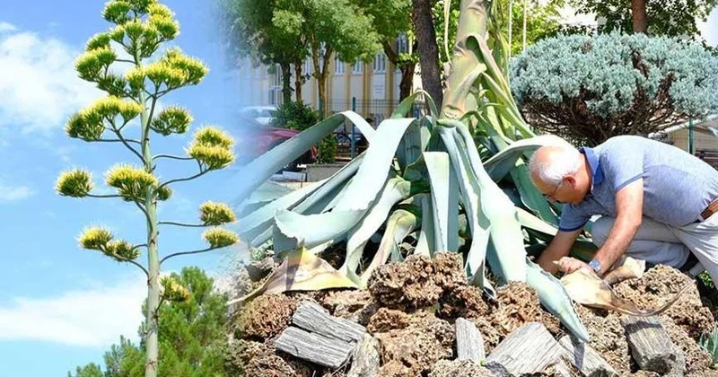 20 ildə bir dəfə açan çiçək: Səbir çiçəyi ömrünü başa vurdu