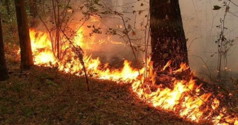 Ağdərədə yanğın meşə ərazisinə keçdi