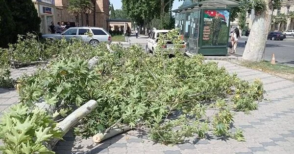 Güclü külək ağacı avtomobilin üzərinə aşırsa, məsuliyyət kimə aid olur? Vəkil açıqladı