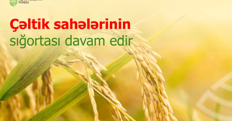 Çəltik sahələrinin dövlət dəstəyi ilə sığortalanması avqustun 20 dək davam edəcək