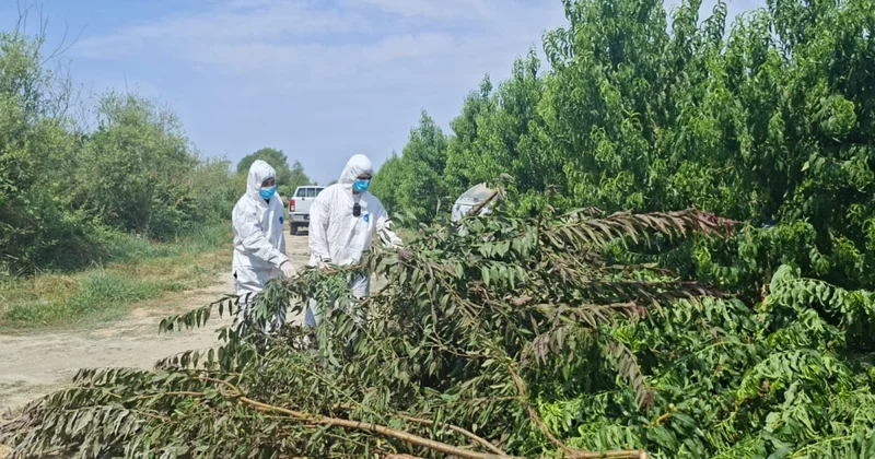 Göyçayda virus aşkarlanan meyvə bağlarında mübarizə tədbirləri görülüb