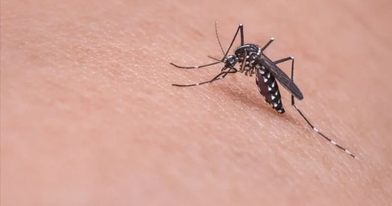 Yunanıstanda təhlükəli virus yayılır Həkimlər təcili tədbir istəyir