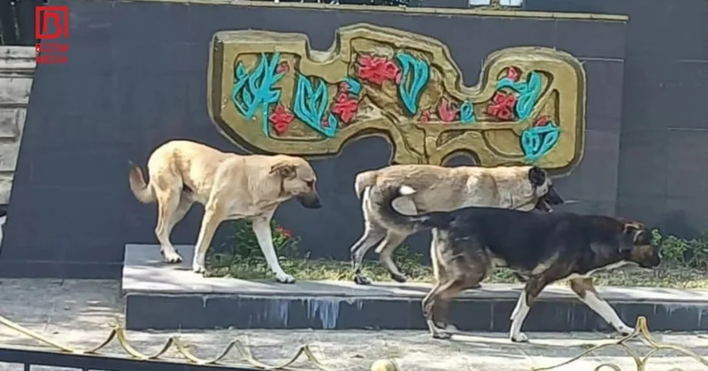 “Hara baxırsan, sahibsiz itdir” Zaqatalada valideynlər şagirdlərə görə NARAHATDIR FOTO