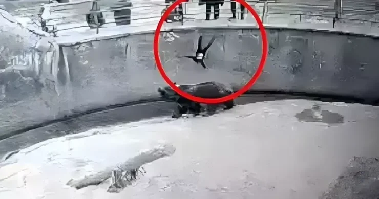Qızını əvvəllər heyvanxanada ayı qəfəsinə atan ana bıçaqlayıb öldürdü