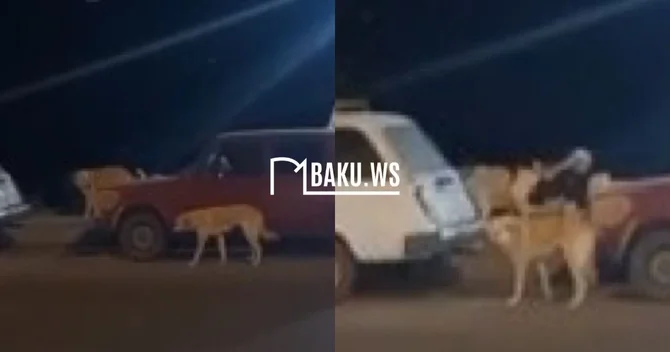Gəncədə küçə itləri insanlara hücum edir Sakinlər narahatdır