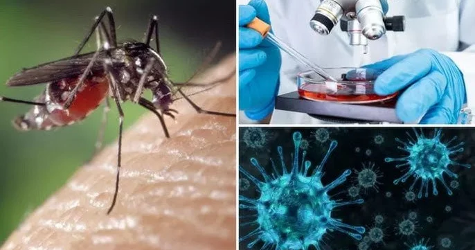 Ağcaqanadla gələn ÖLÜM Təhlükəli virus Biləsuvara ÇATDI