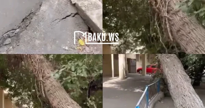 Nərimanovda ağac təhlükə saçır