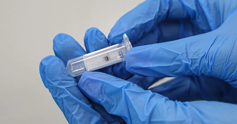 Pekində gənələr vasitəsilə yayılan yeni virus növü tapıldı