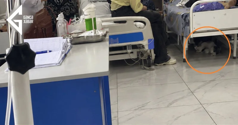 В Гяндже кошка принесла котят в больницу и люди не остались равнодушными