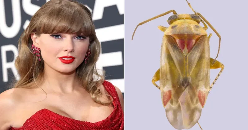 Alimlər yeni həşərat cinsinə Teylor Sviftin adını verdi